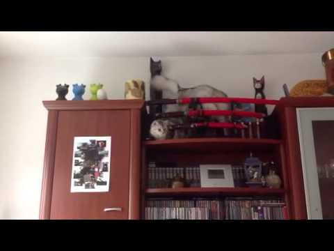 Video: Opkast Med Galde Hos Katte