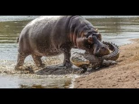 Live Stream Hippo Attacks - Nat Geo and Discovery Documentaries Animals Zoom