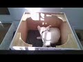 Westie Puppies Livestream - 2 day old puppies