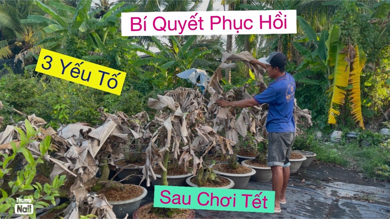 Vtnn vũ..0939 191715 phục hồi mai sao Tết 