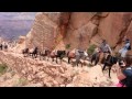 Grand Canyon mule train.