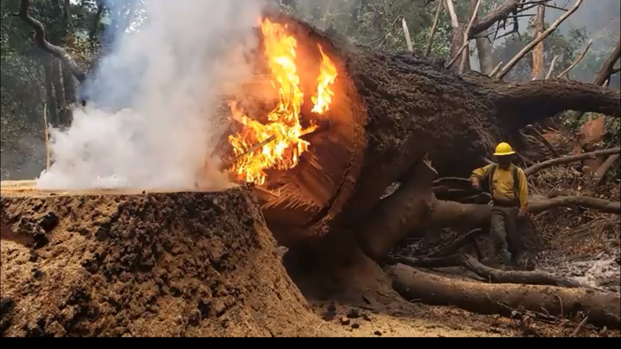 DANGEROUS TREES! Severe Lean, How to fell a tree with hard lean