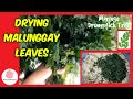 How to dry Moringa Leaves I MALUNGGAY ❤️ MissOnaBudget