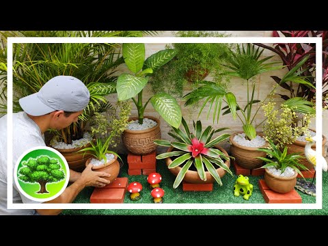 Vídeo: Decorações de jardim de sombra - como acessórios para seu jardim de sombra
