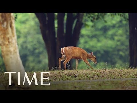 Health Officials Are Worried That ‘Zombie Deer Disease’ Could Someday Spread To Humans | TIME