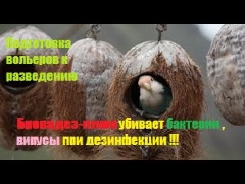 Подготовка вольеров к разведению Бровадез-плюс средство для дезинфекции ...