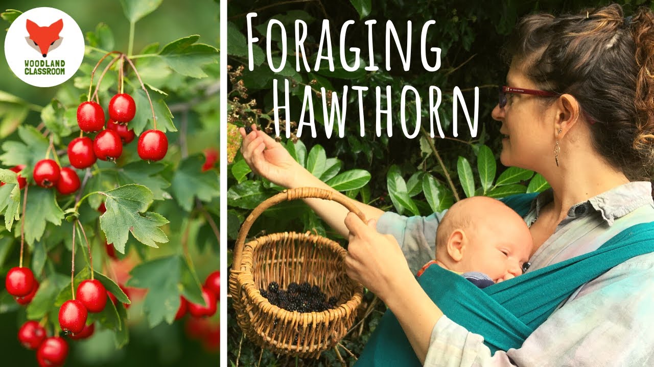 Foraging Hawthorn (Wild Food in September)