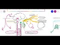 PUPILLARY LIGHT REFLEX PARASYMPATHETIC SYMPATHETIC SUPPLY Of PUPIL PUPILLARY LIGHT REFLEX PARASYMPATHETIC SYMPATHETIC SUPPLY Of PUPIL