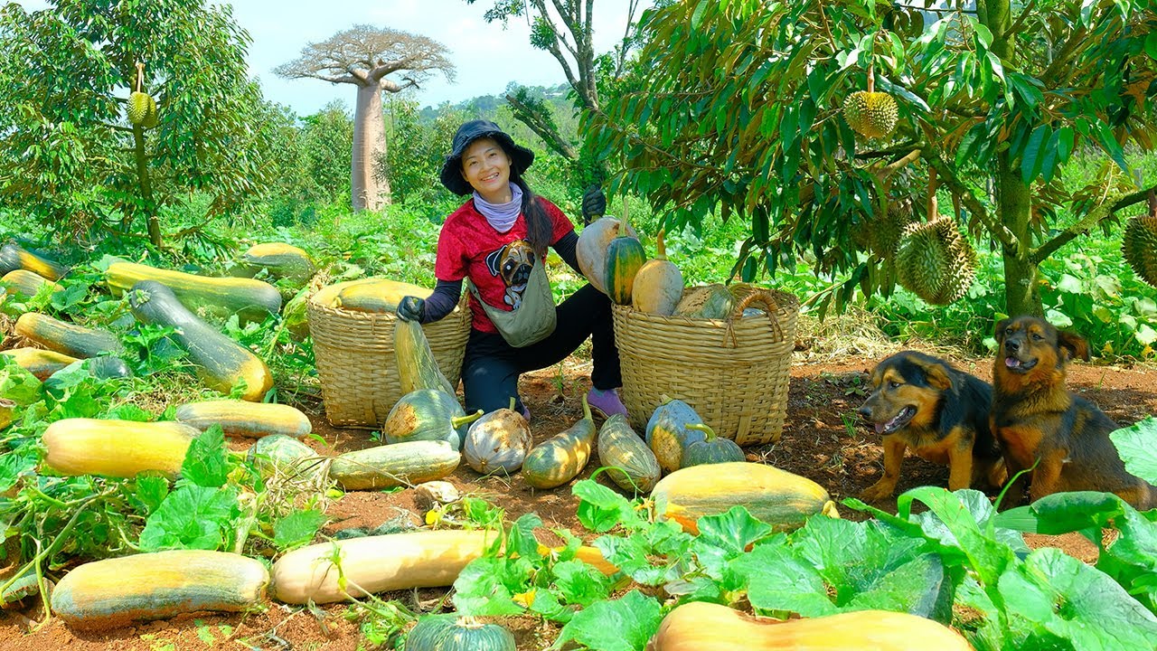 Harvest Long Pumpkin To Sell At The Market, Cook With It, Garden, Raise Animals