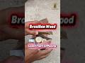 Brazilian Wood Plant Unboxing 📦🌱 Real or Fake? Must Watch! Dracaena Plant | Lucky Wood #shortsfeed