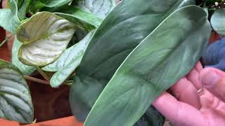 Steve's Leaves Unboxing (Silver Sword and Cebu Blue!!!)