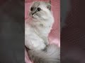 #cat #abone #fan#funny #music #kitten #cute