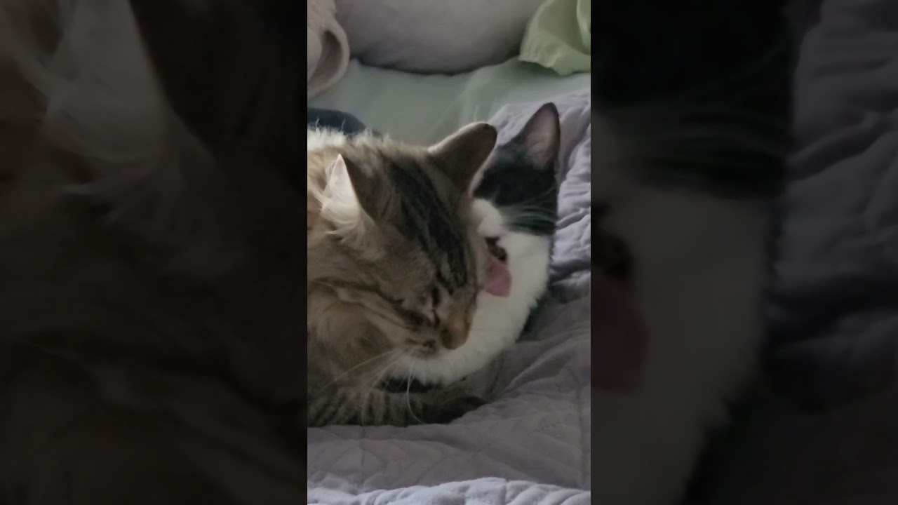 😼 Mr. MeowMeow vs Sock the Cat 🐾 