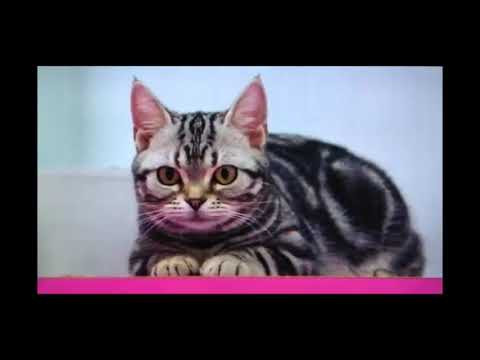カラオケ ねこふんじゃった/童謡