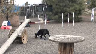 Nolan- 2yo Retriever/Terrier mix for Adoption at BrightSide Animal Center in Redmond, OR