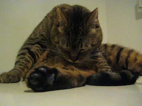 cat แปลว่า Mysli bath, part 2
