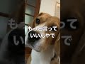 ビーグル犬が散歩中に言われることランキング#ビーグル#beagle #いぬ