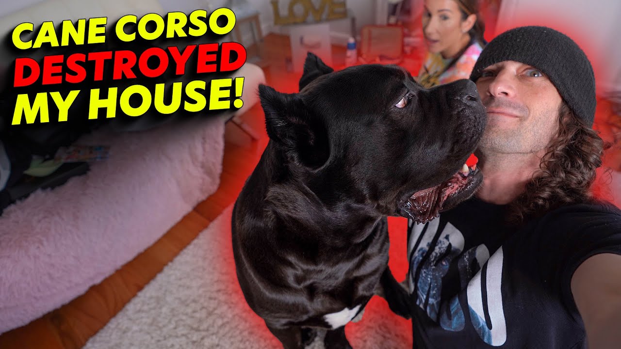 Cane Corso DESTROYED My House! YouTube