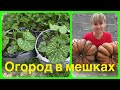 Как вырастить тыкву без земли ?