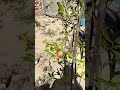 pomegranate small plant ☘️ in grow bag 🛍️ flower 🌺🌹