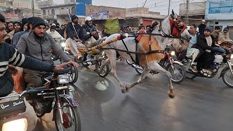 Fastest rece of Pakistan 🇵🇰 Dharkan vs Neeli patang |horse race 