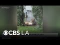 Old Town Pasadena mountain lion tranquilized and removed from urban area