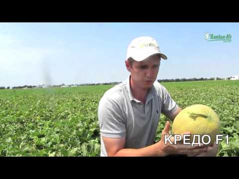 Новинка: гибрид ранней дыни - КРЕДО F1