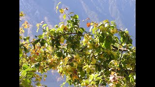 видео: Петропавловка  Рукотворный чернозём и сад Сергея Дьяченко картинка: Петропавловка  Рукотворный чернозём и сад Сергея Дьяченко