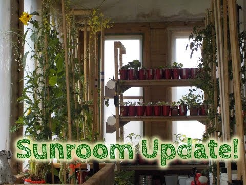 Vídeo: Sunroom Veggie Garden: cultiu d'hortalisses en un solàrium a l'hivern