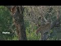 Leopard jumping and taking Impala kill out a tree Kruger National Park