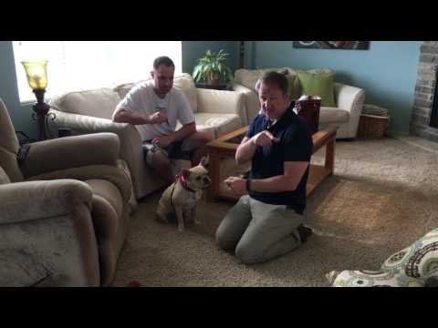 Video: Videoposnetek slepega psa, ki poskuša prijatelje, vam bo dal solze