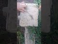 Lizard #animals #creature #vlog