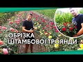 Обрезка штамбовой розы. Уход за розой