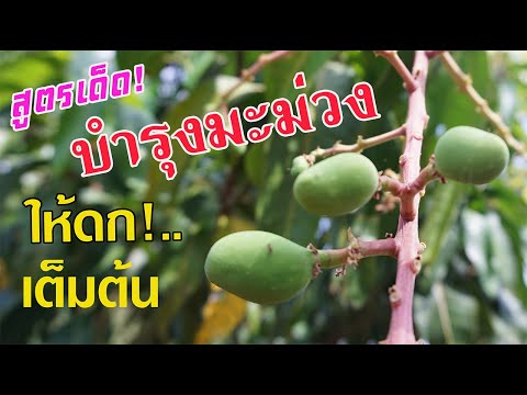 วีดีโอ: การดูแลต้นมะม่วง - คุณปลูกต้นมะม่วงได้อย่างไร