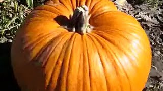 Papa's Pumpkin Patch (Weed City, California)