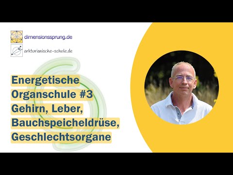 Energetische Organschule #3 Gehirn, Leber, Bauchspeicheldrüse, Geschlechtsorgane