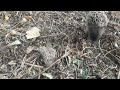 🇬🇧 Odesa Hedgehog family 🇺🇦 Одеська родина їжачків