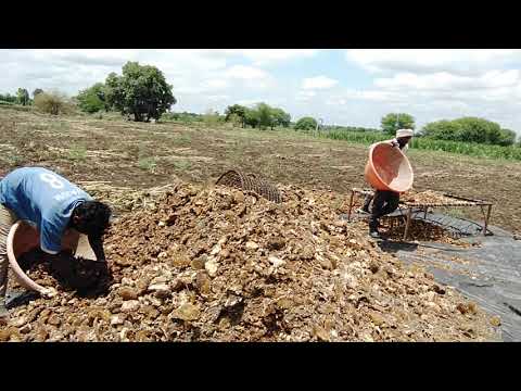 मळनियंत्राने उन्हाळी सूर्यफूल - रास/