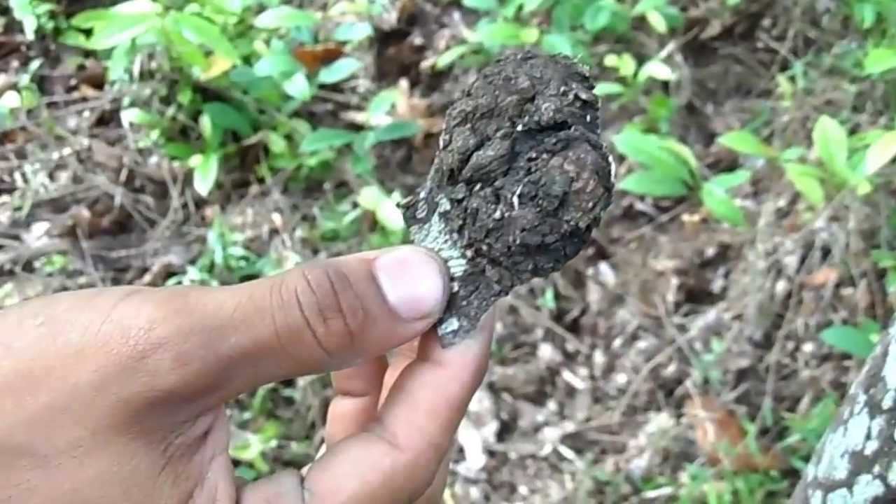 Sarang Semut Pada Pohon Gaharu Yg Belum Di Inokulasi Youtube Watch V 3xpgszj8bh4