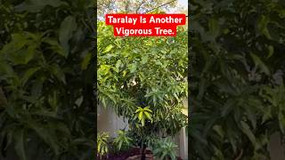 Download Lagu The Aggressiveness Of Taralay MP3 Download Lagu The Aggressiveness Of Taralay MP3