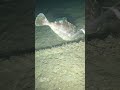 night dive solo hunt spearfishing #swasinexplorer #spearfishing #nightspearfishing