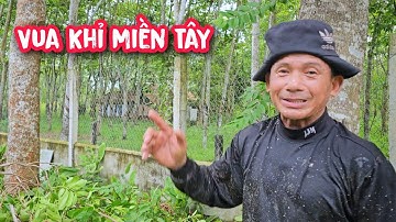 Vua Khỉ cưa tỉa cành cây Xà Cừ khó tại Bình Dương.