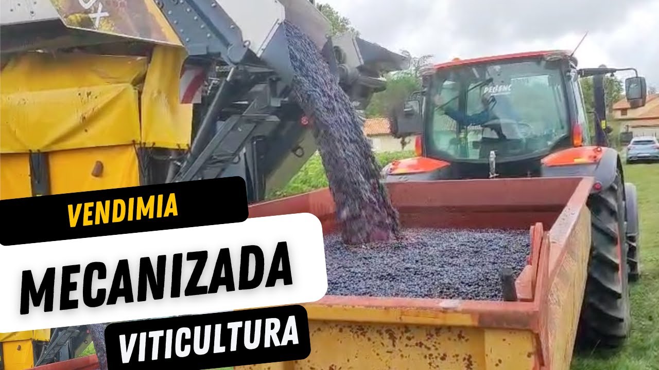Así se cosechan uvas con máquina gigante  🍇 | Tractor, Recolector y Cooperativa de Uvas