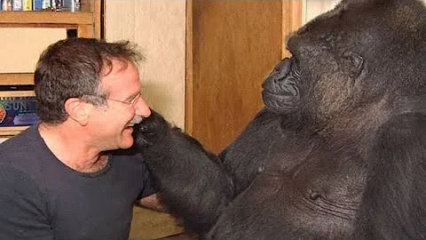 Great Robin Williams made Koko the Gorilla laugh f...