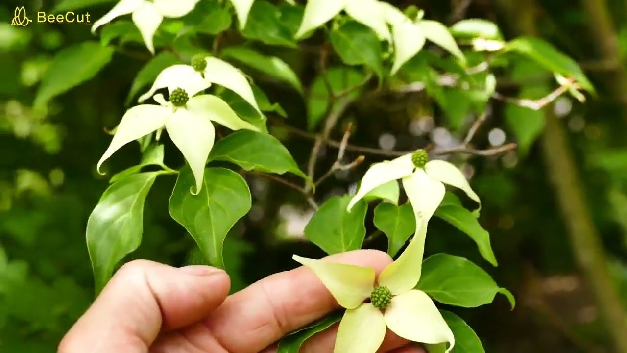 Dereń kousa, najpiękniejsze drzewo przełomu maja i czerwca. Upstrzone białymi gwiazdkami.