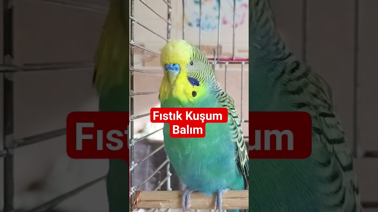 Fıstık Kuşum Balım - Muhabbet Kuşu Konuşturma - #muhabbetkuşusesi #muhabbetkuşufıstık #konuşankuş