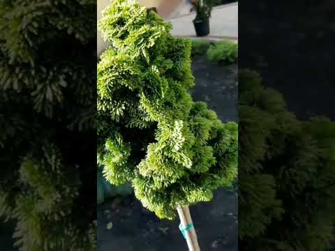 🌲Кипарисовик тупой Аврора