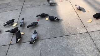 seriously these pigeons are hungry