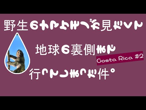 【稀有】🇨🇷野生♡動きまくるナマケモノ！ファンサが過ぎる（笑）ナマケモノファン必見！inコスタリカ #ナマケモノ #マヌエルアントニオ #マヌエルアントニオ国立公園 #熱帯雨林 #コスタリカ