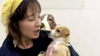 SPCA for Monterey County - Telethon Dog, Cricket, Visits 104.3 The Hippo!